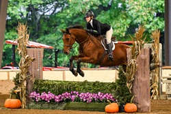 Conte Bellini Warmblood Jumper photo 5