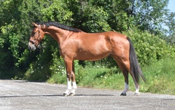 Captain Cody Z Zangersheide Hunter photo 1