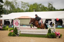 CMS BE MINE Holsteiner Hunter photo 2