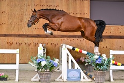 Amyta Warmblood Jumper photo 2