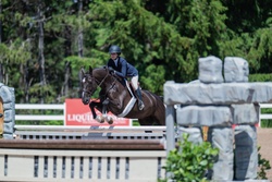 Paragon Hanoverian Hunter photo 3