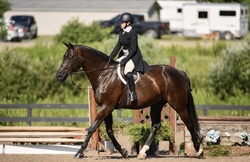 For Austria Holsteiner Equitation photo 1
