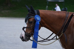 Spirit Welsh Cross Jumper photo 2