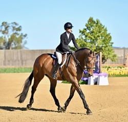 Cascorrado Belgian Warmblood Equitation photo 4