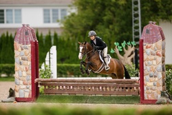 Arnaby Oberon Welsh Cob Hunter photo 2