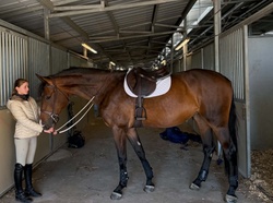 Tres Jolie Dutch Warmblood Jumper photo 1