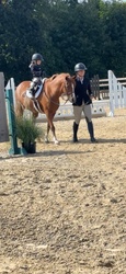 Arnaby Bo Mazing Welsh Cross Hunter photo 3