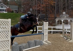 CMS Banter Warmblood Hunter photo 5