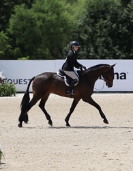 Chicago-HS Czech Warmblood Hunter photo 3
