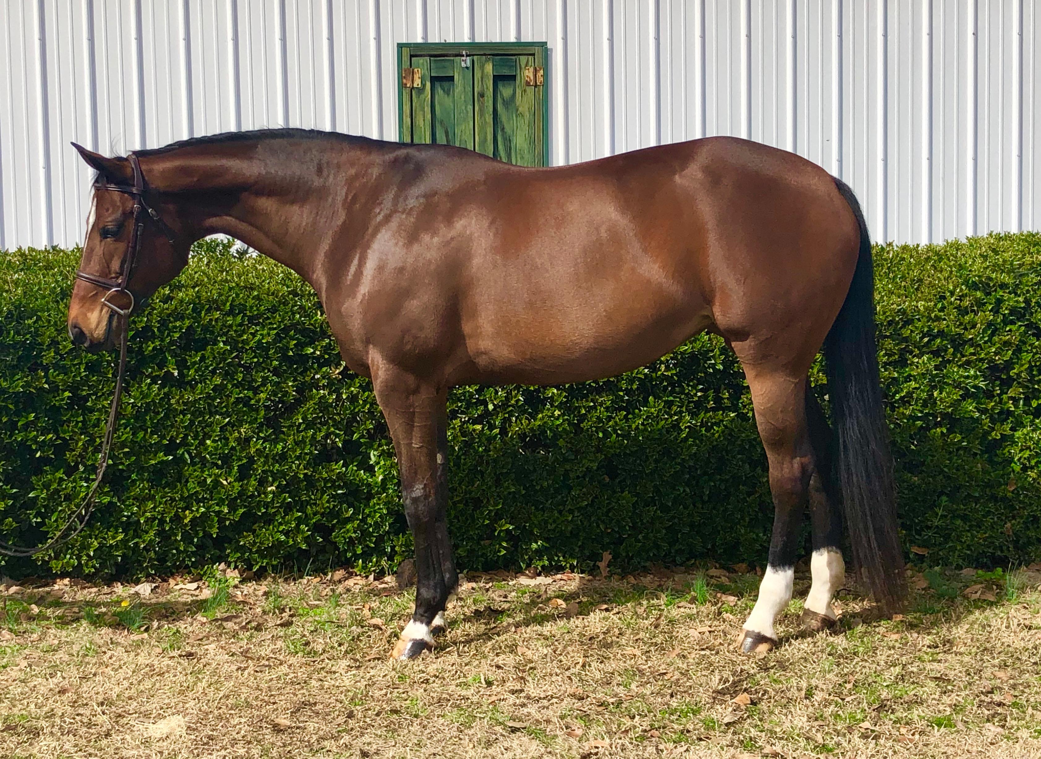 It's All About Girls Appendix QH Hunter