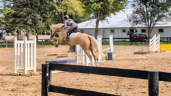 Sun Day Canadian Warmblood Hunter photo 2