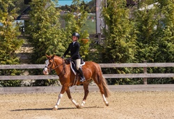 Coach Welsh Pony Hunter photo 5