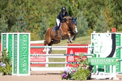 Nox Blue Van De Hertogen Belgian Warmblood Jumper photo 5
