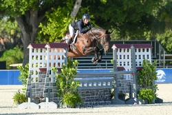 Piglet Hanoverian Hunter photo 1