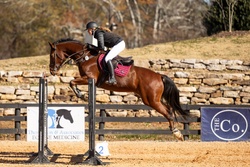 Conte Bellini Warmblood Jumper photo 4