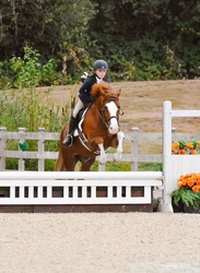Coach Welsh Pony Hunter photo 4