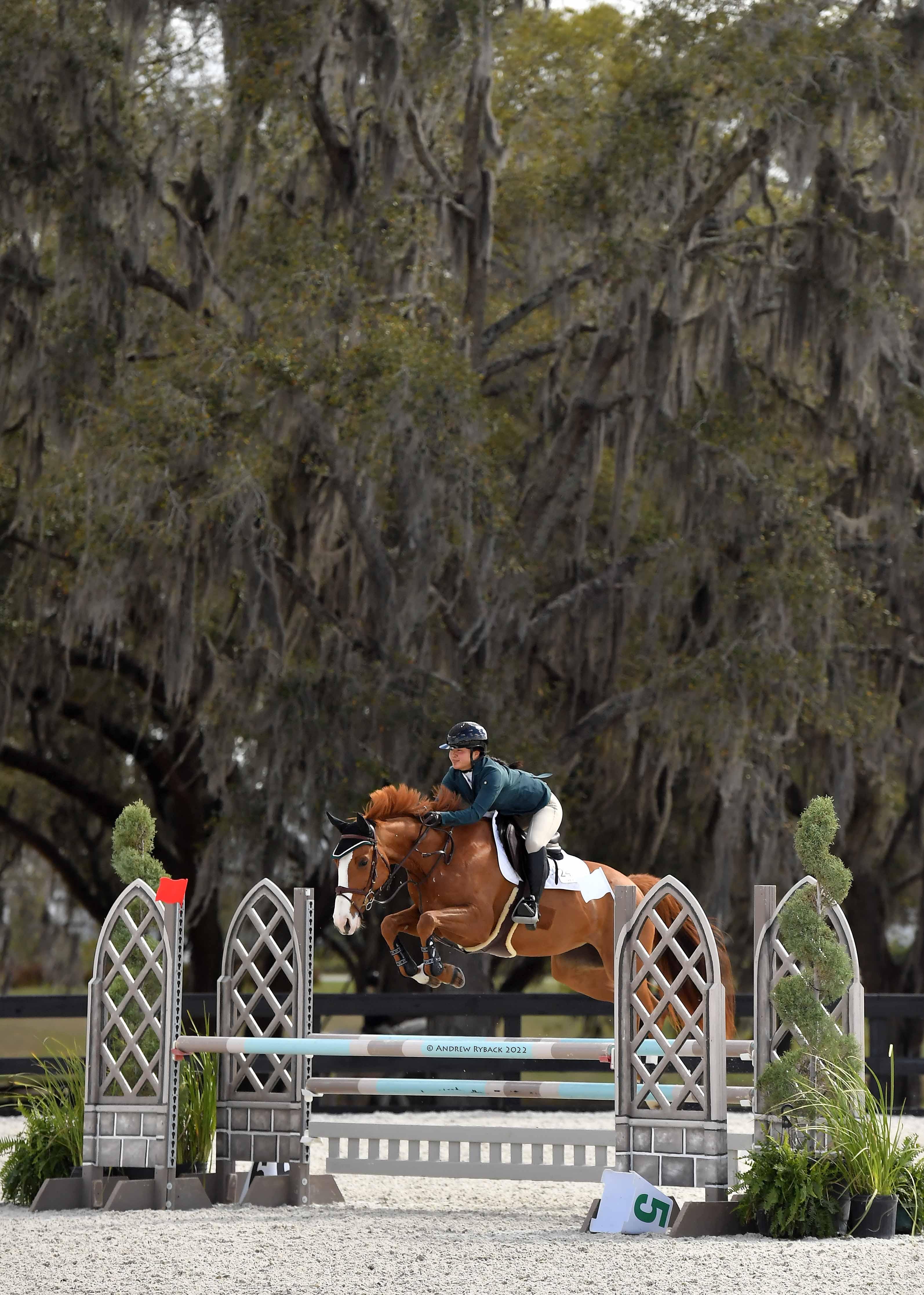 Braecrest Bravely Canadian Sport Horse Jumper