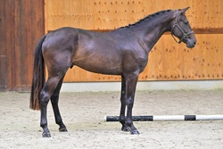 Champigny d’Elsendam Z Zangersheide Jumper photo 2