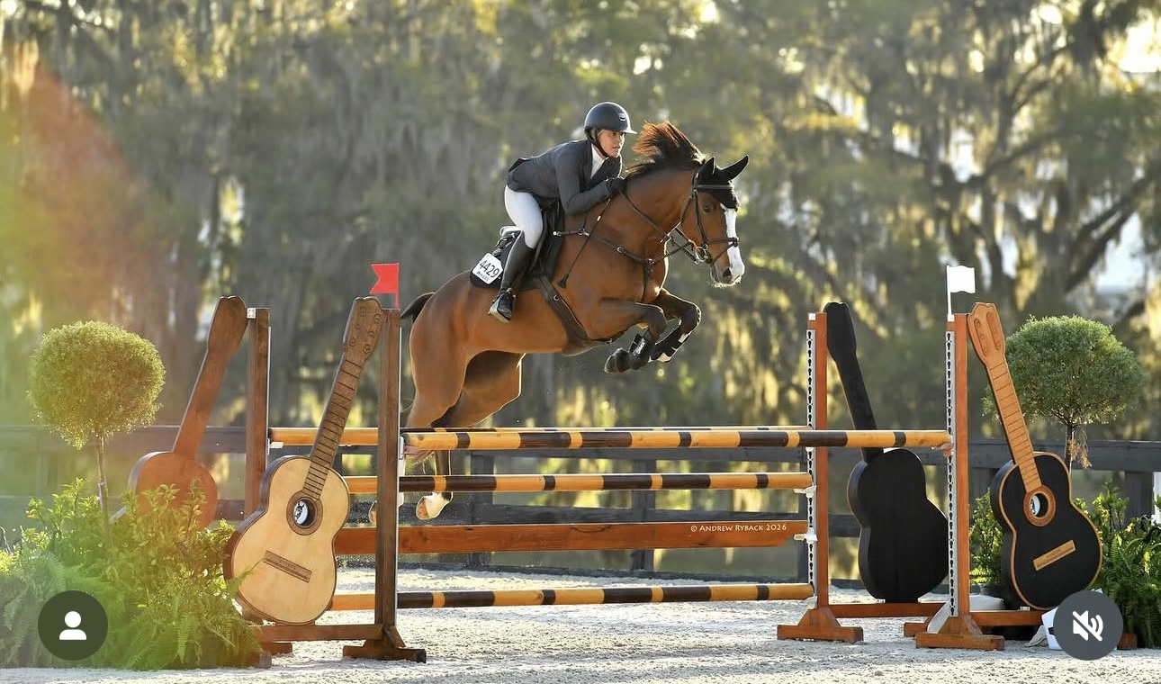 2017 16.1 hand Holsteiner Mare BIGEQ +
