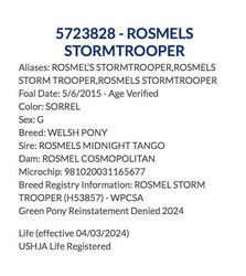 Rosmels Stormtrooper Welsh Pony Jumper photo 2