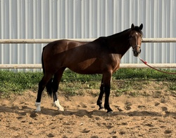 Behrouz RC Holsteiner Jumper photo 2