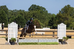 Cane Creek's Oopsie Daisy Welsh Cross Hunter photo 4