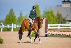 Cassadino Canadian Warmblood Jumper photo 3