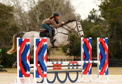 Kermit Irish Sport Horse Hunter photo 3