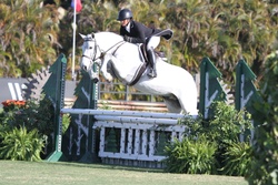 your horse here. Dutch Warmblood Equitation photo 2