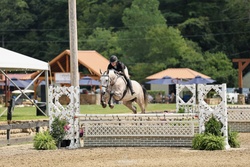 Can't Get Enough Z Zangersheide Hunter photo 5