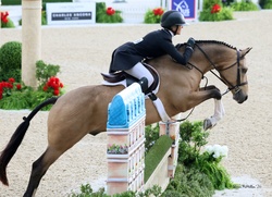 Highlight German Riding Pony Hunter photo 4