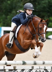 Hilbury Eregon Legacy Welsh Pony Hunter photo 1