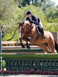 Joyeux Selle Francais Hunter photo 1
