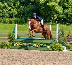 Something Phenomenal Hanoverian Hunter photo 6
