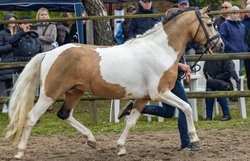 Barbie Dreamhorse Alert! German Riding Pony Hunter photo 8