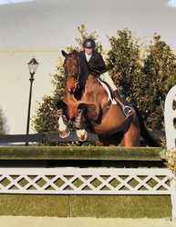 Nithard VW Belgian Warmblood Equitation photo 2