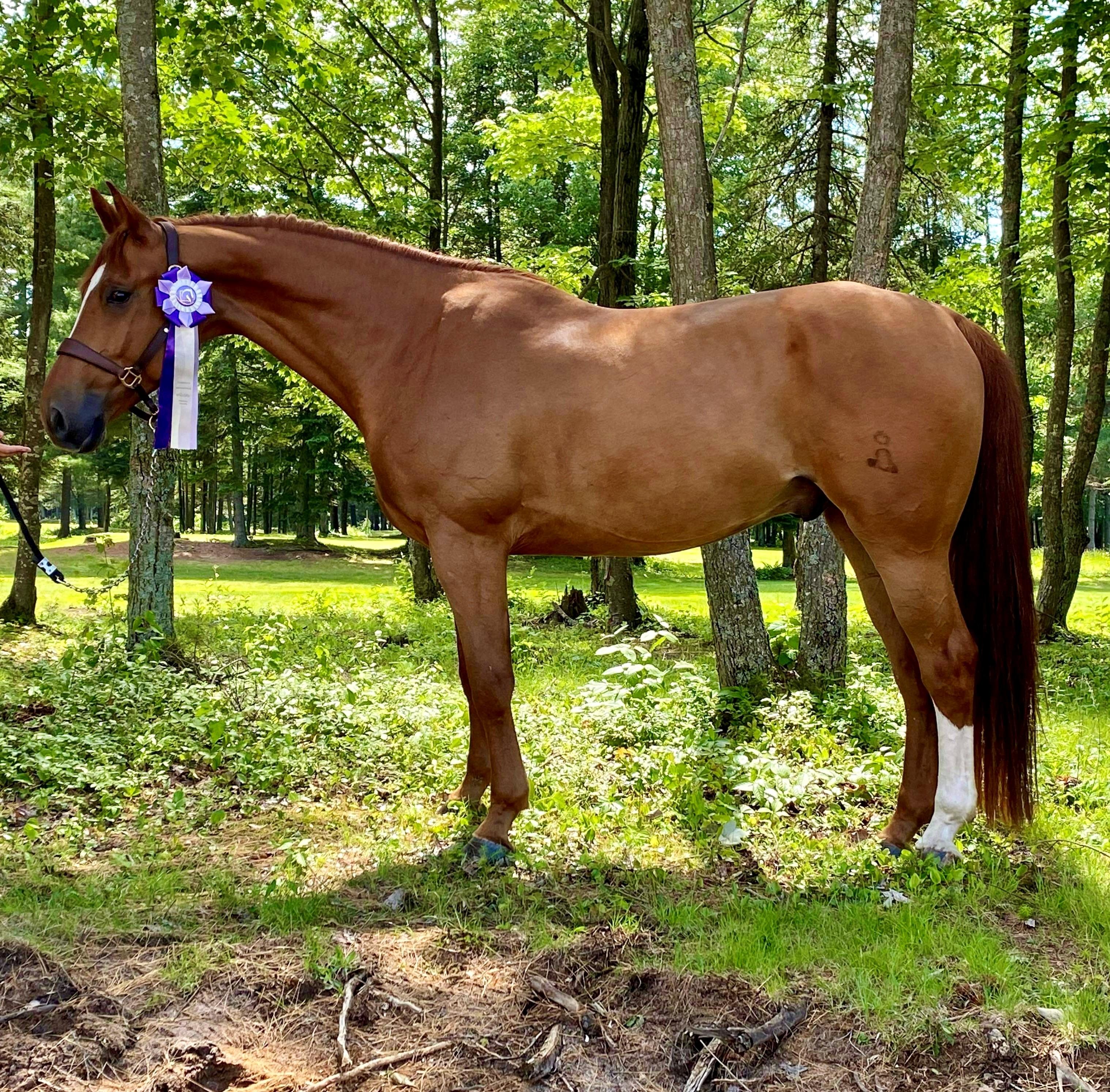 Caspian d'Armonie Oldenburg Hunter