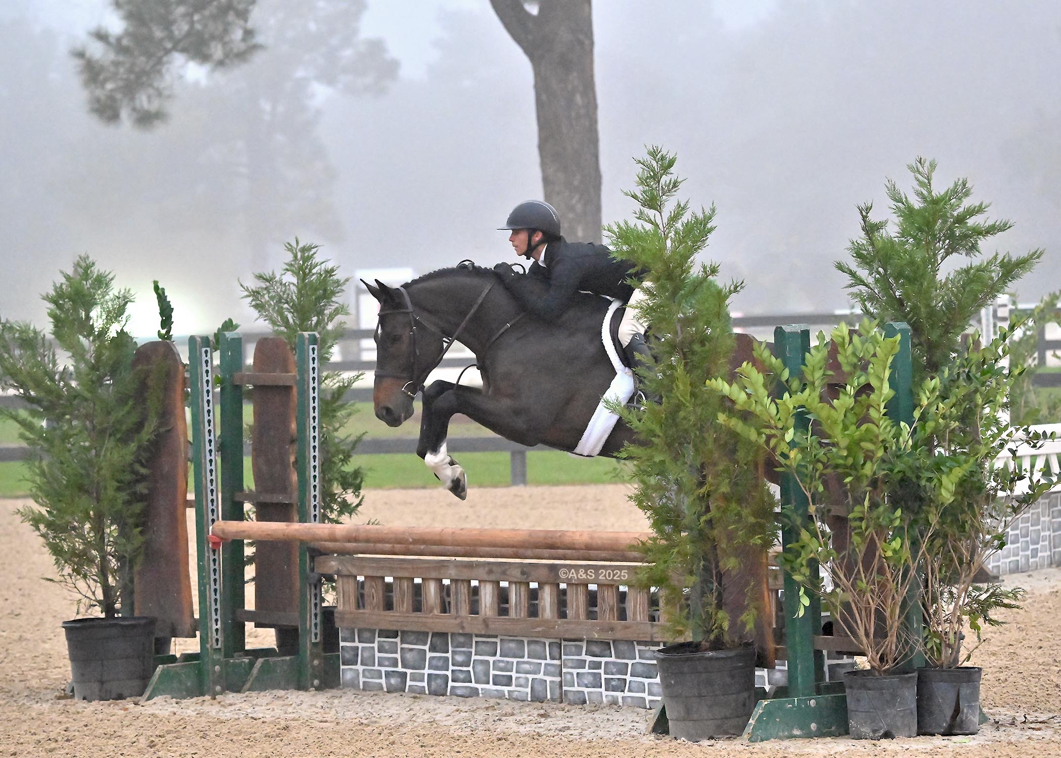 Hazelwood Dutch Warmblood Hunter