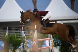 Raspberry Beret Belgian Warmblood Jumper photo 4