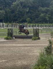 Rolo English TB Hunter photo 2