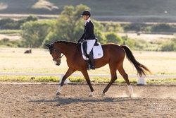 MBF Dropkick Murphy Irish Sport Horse Jumper photo 4