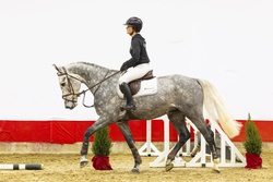 Rapido Dutch Warmblood Jumper photo 4