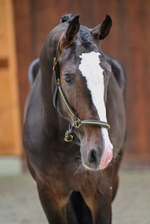 Technique Warmblood Jumper photo 2