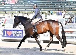 Piglet Hanoverian Hunter photo 3