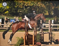 Qrazy Love HF Oldenburg Jumper photo 4