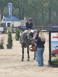 Rapido Dutch Warmblood Jumper photo 1
