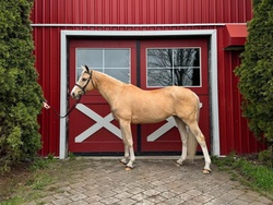 Goldilocks Welsh Pony Hunter photo 3