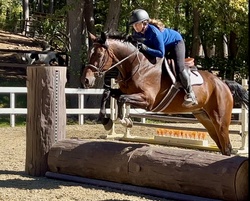 CMS Think Big Warmblood Hunter photo 4