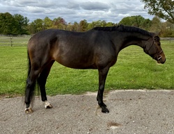 Uptown Girl Hanoverian Hunter photo 4