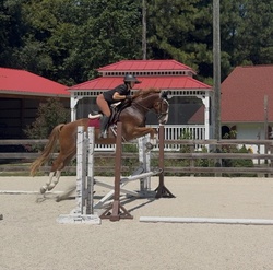 Focus Tachor Z Zangersheide Jumper photo 1